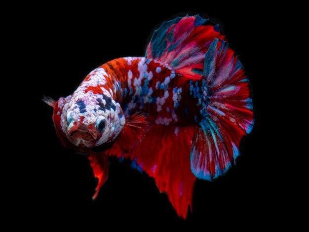 Freshwater Category