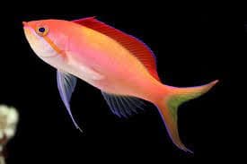 Disbar Anthias