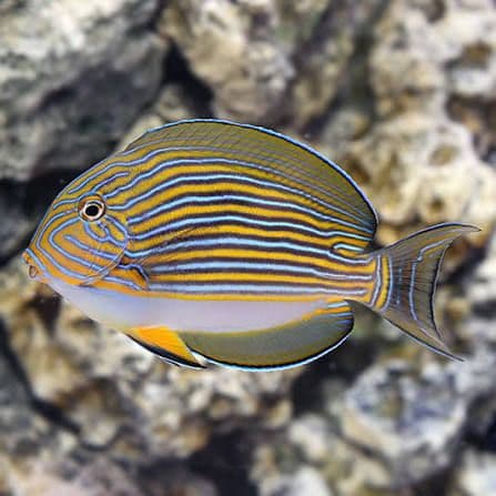 Clown Tang S