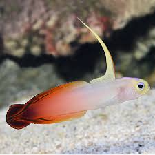 Fire Fish Goby