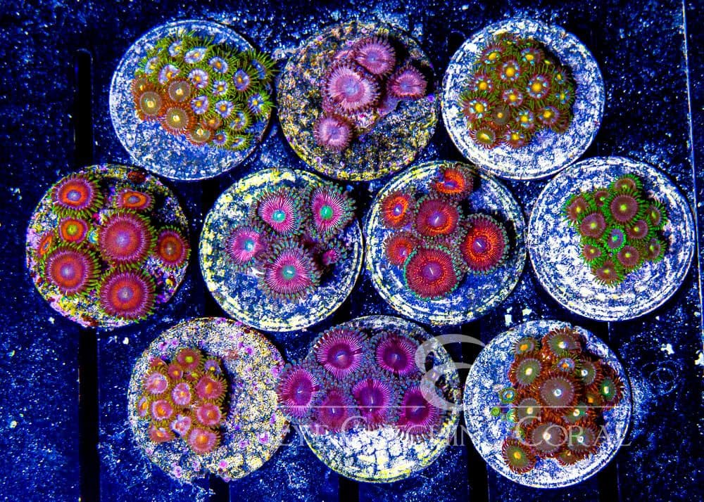 ECC Assorted Zoanthid Frag