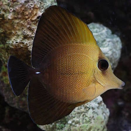 Scopas Tang XL