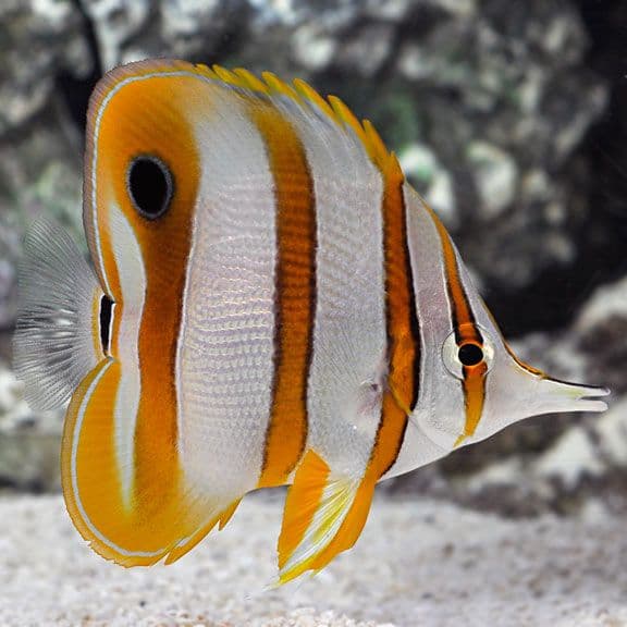 Copperband Butterflyfish M