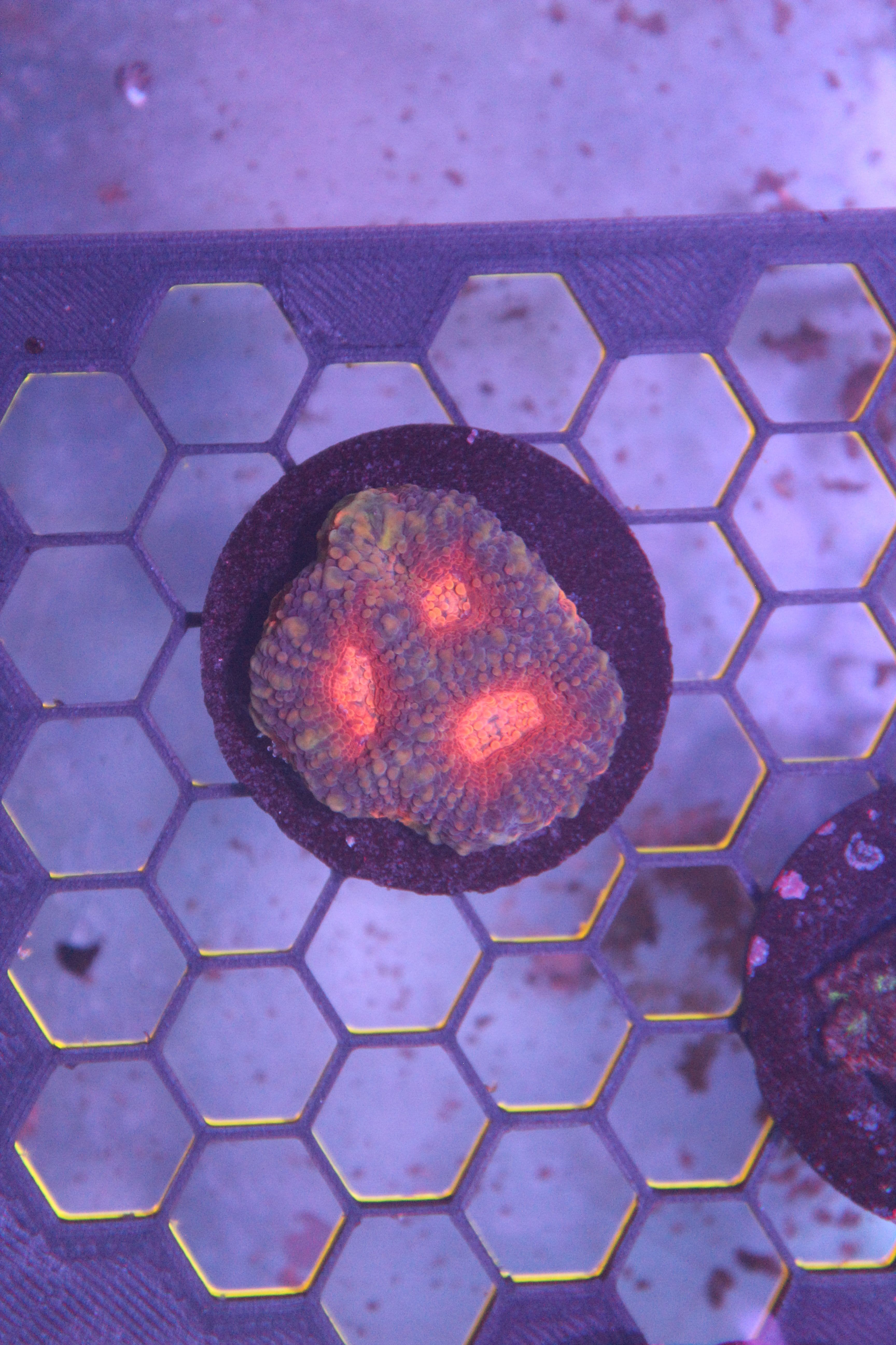 WYSIWYG Acan Echinata Frag