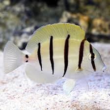 Convict Tang S
