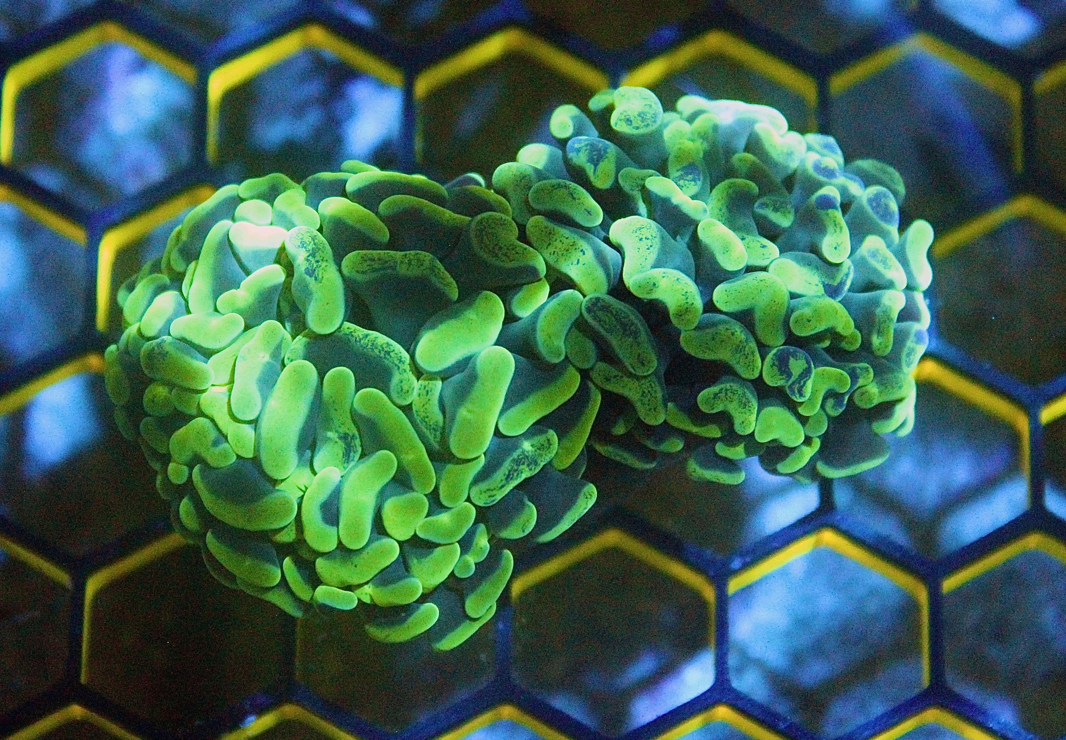 Toxic Green Hammer 2 Heads