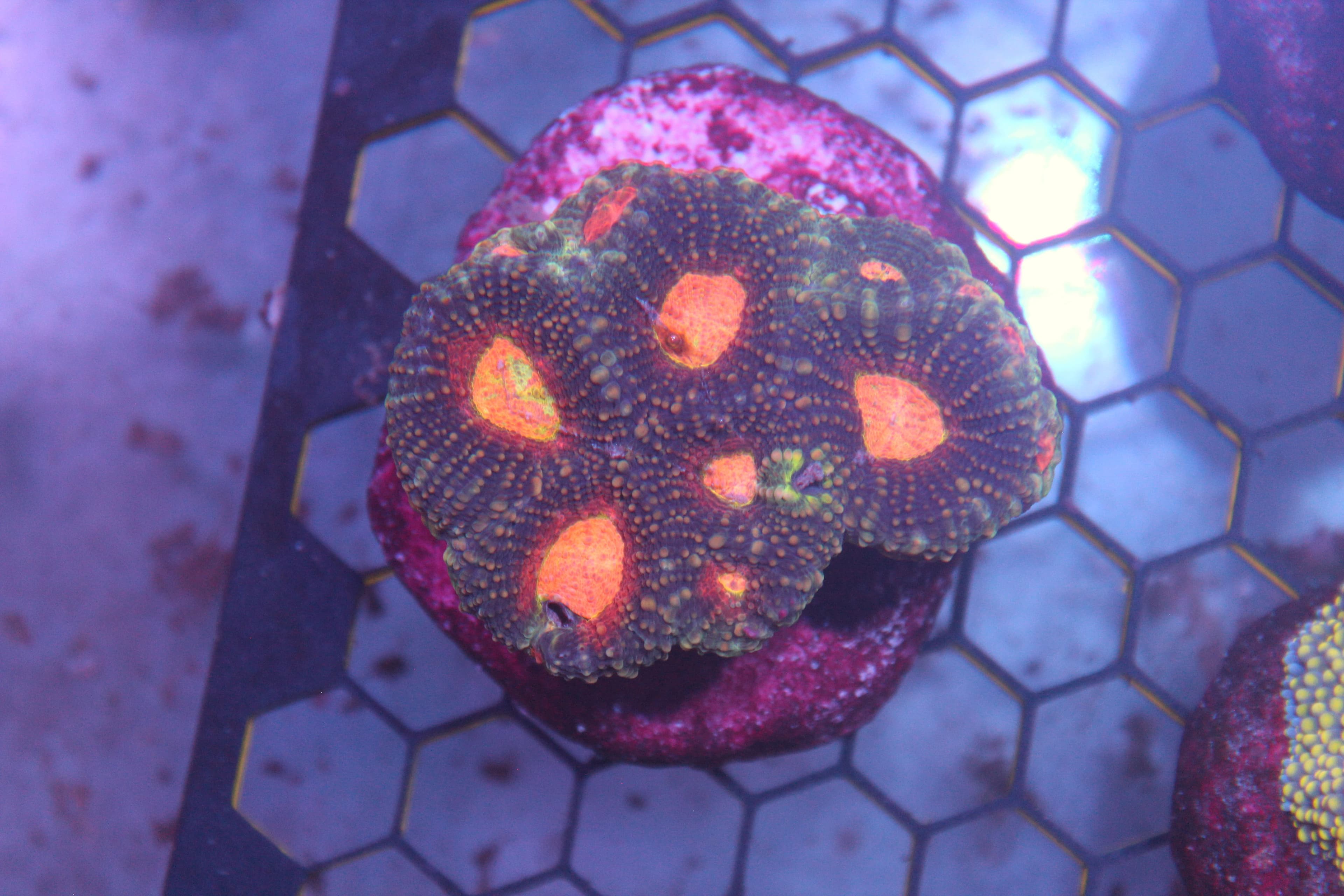 WYSIWYG Acan Echinata