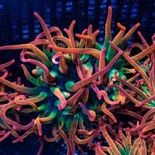 Rainbow Bubble Tip Anenome