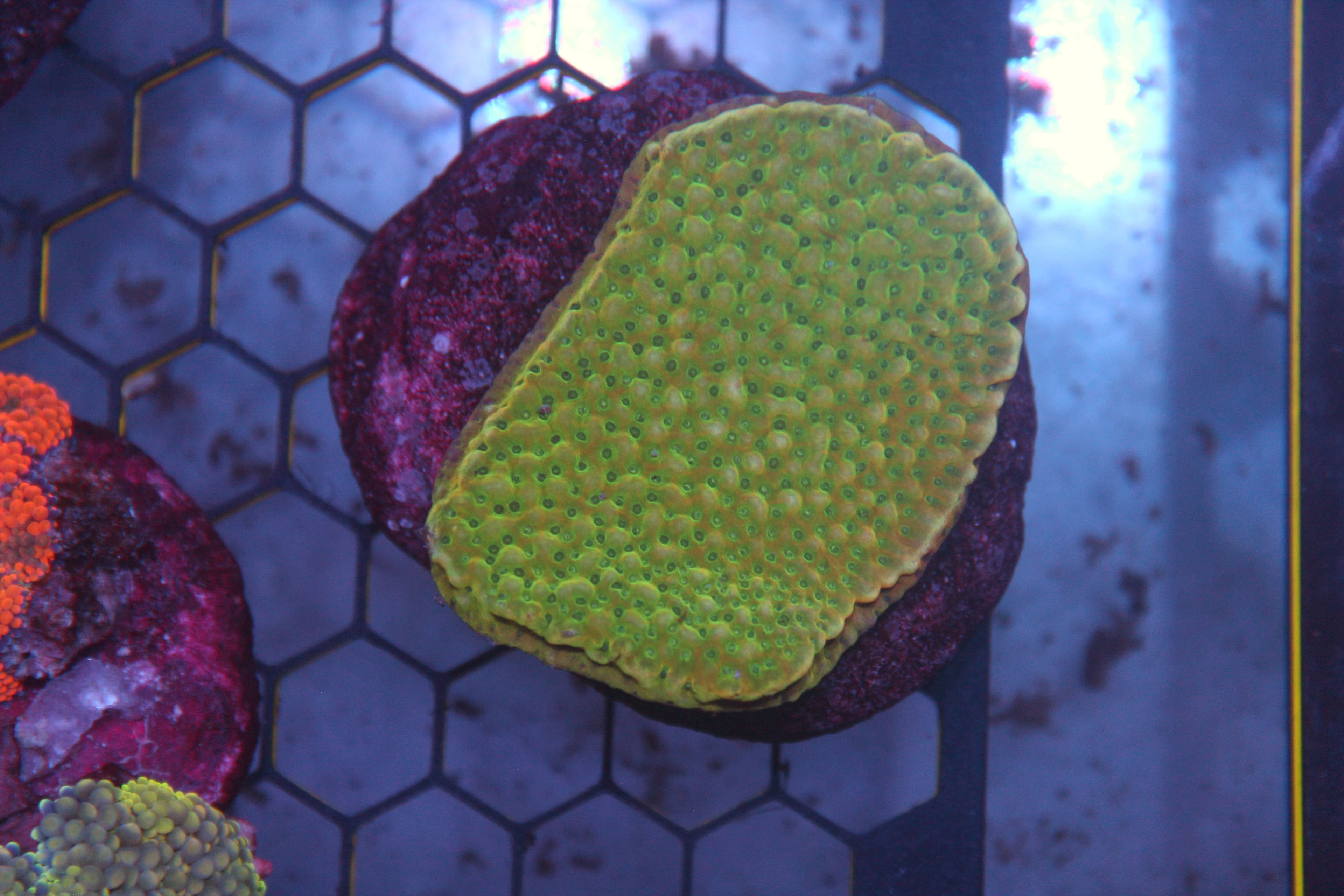 WYSIWYG Montipora