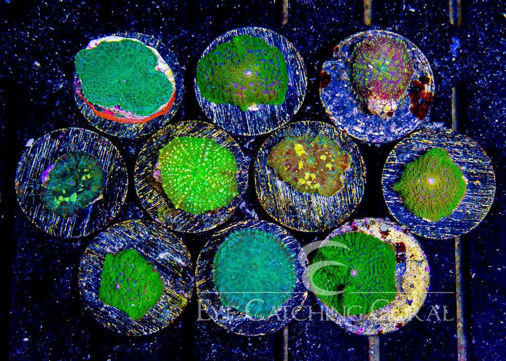 ECC Green Rhodactis Mushroom Frag
