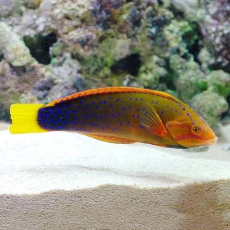 Red Corris Wrasse