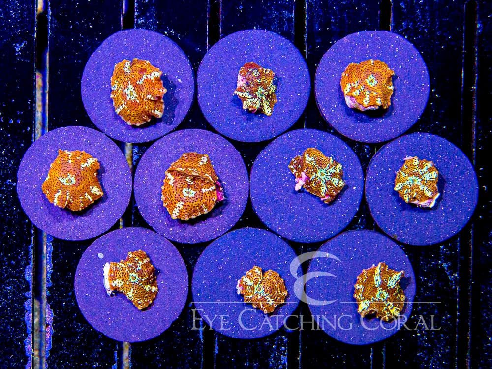 ECC Leopard Skin Mushroom Frag