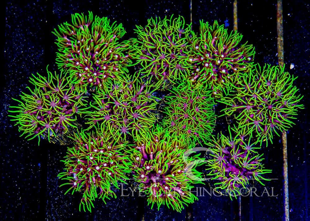 ECC Green Star Polyp Frag