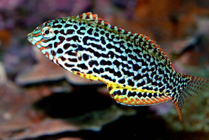 Leopard Wrasse