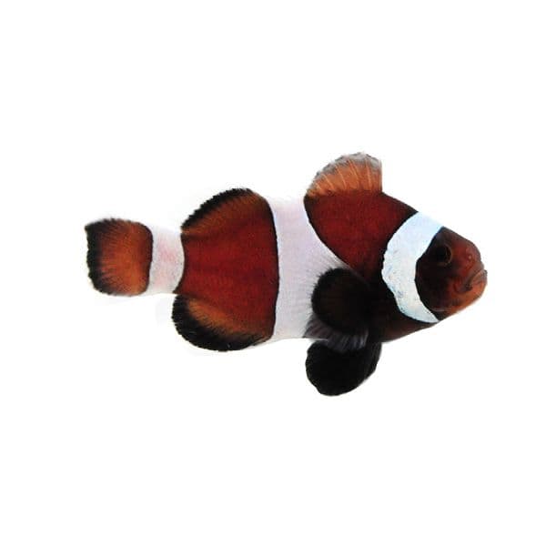 SA Chocolate Clownfish