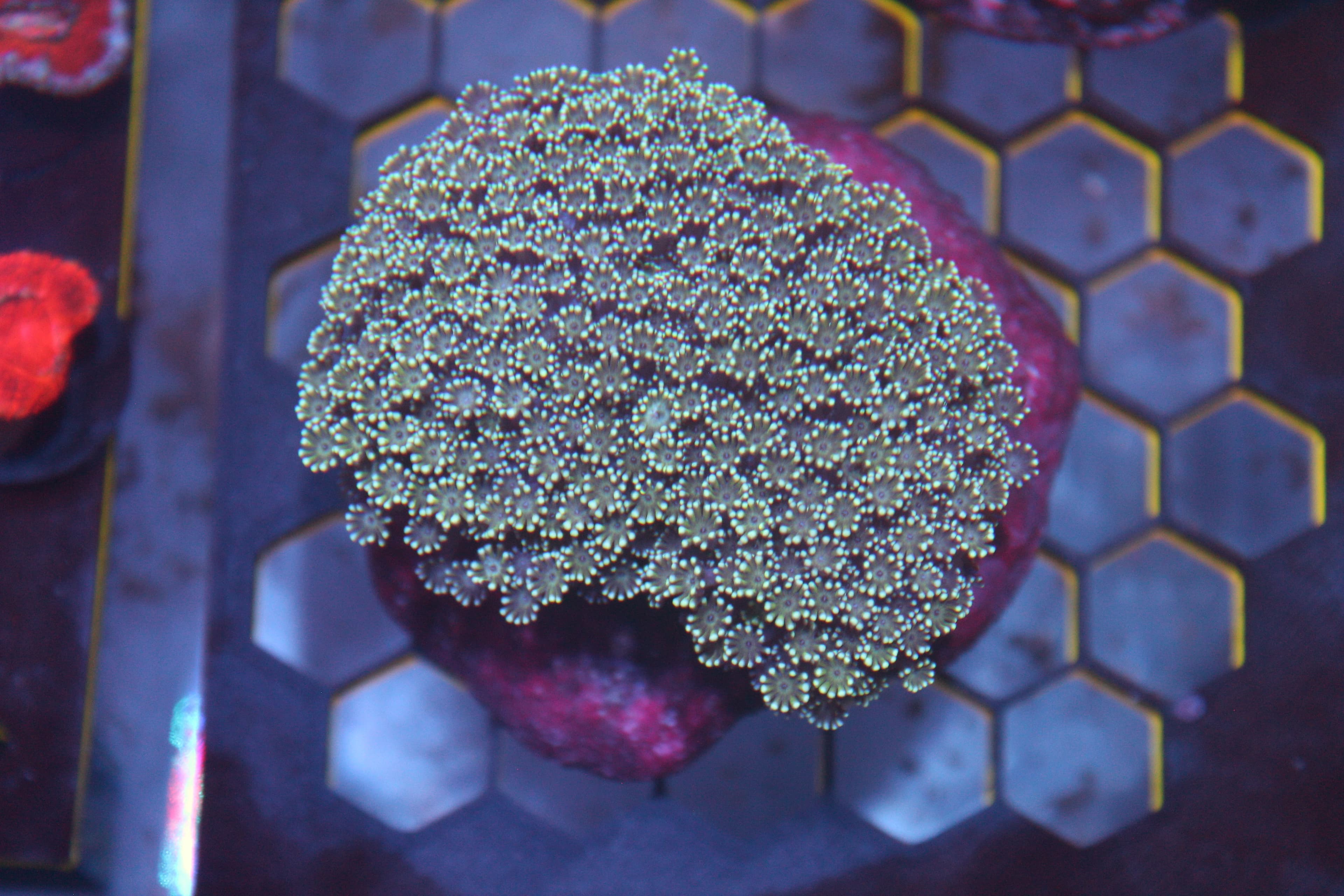 WYSIWYG Alveopora