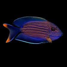 Orange Stripped Bristletooth Tang
