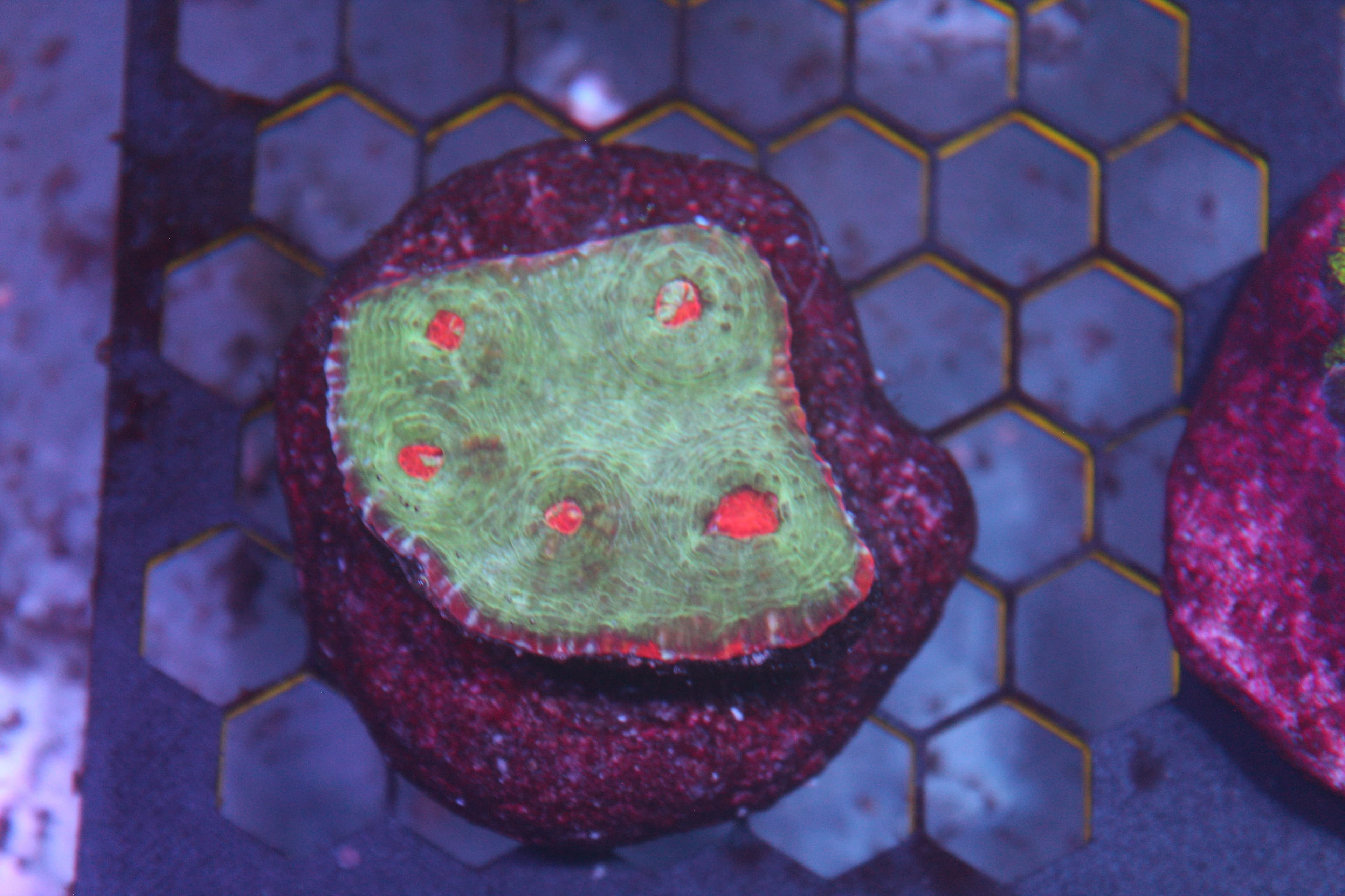 WYSIWYG Chalice Frag