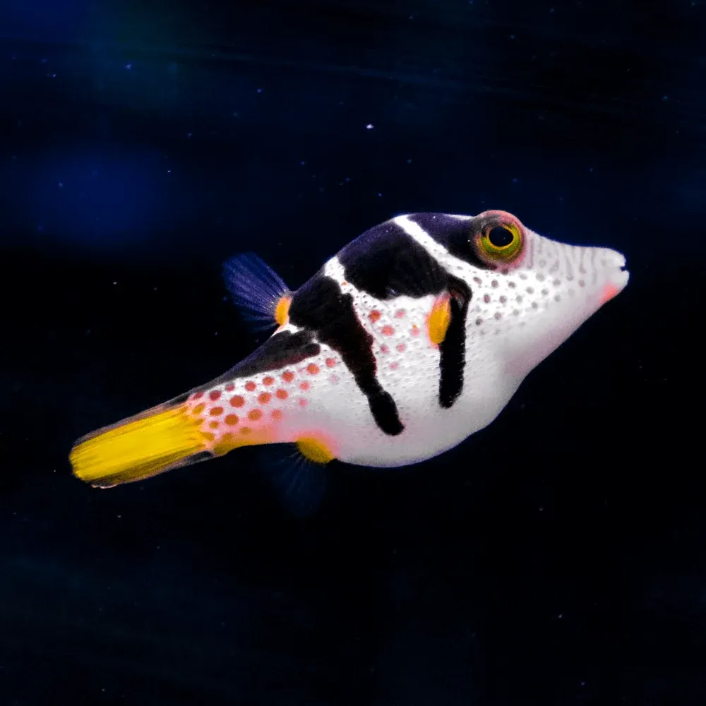Valentini Puffer