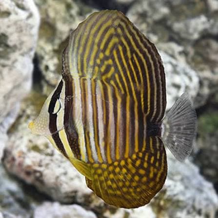 Desjardini sailfin tang