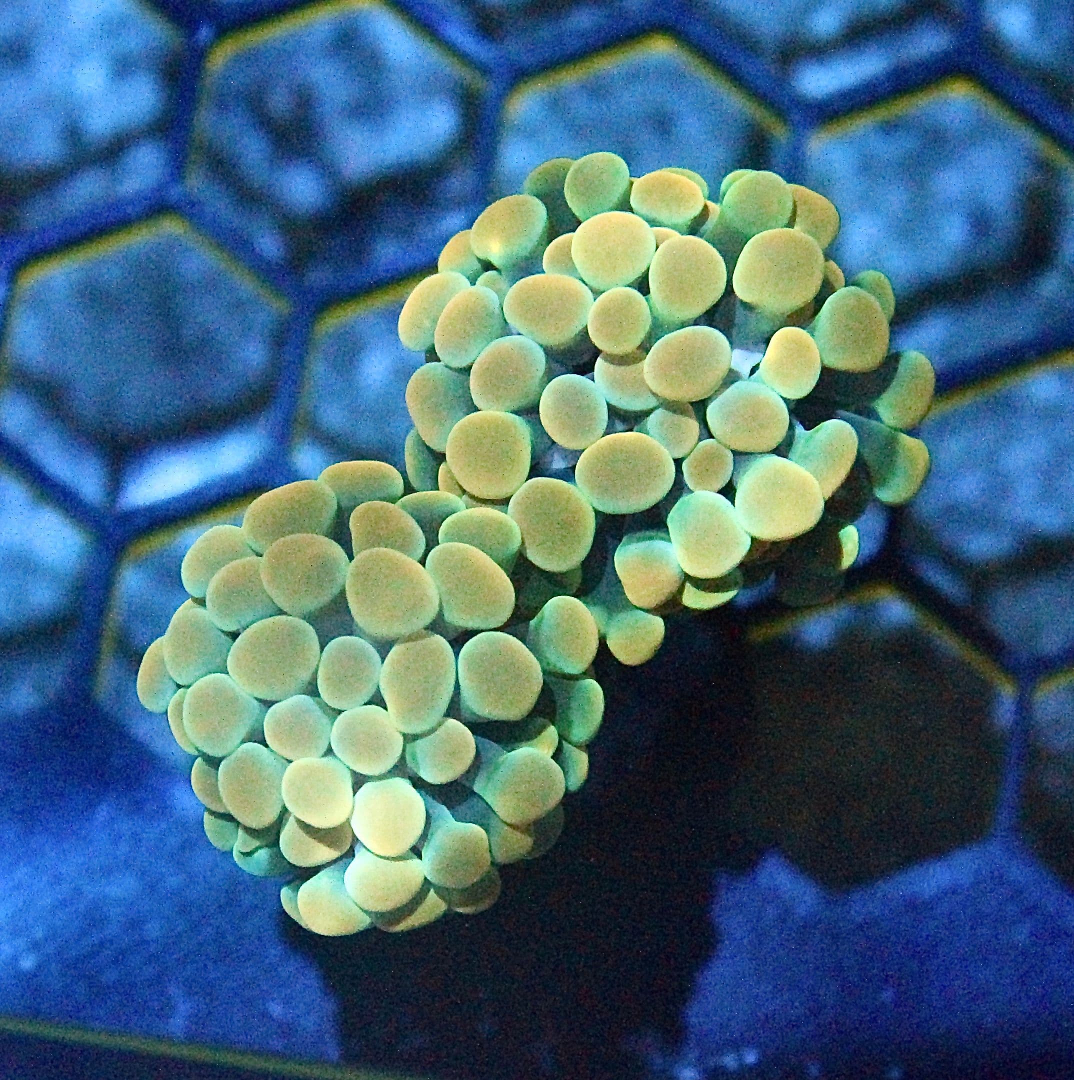 Gold Branching Hammer 2 Head