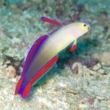 Purple Fire Fish Goby