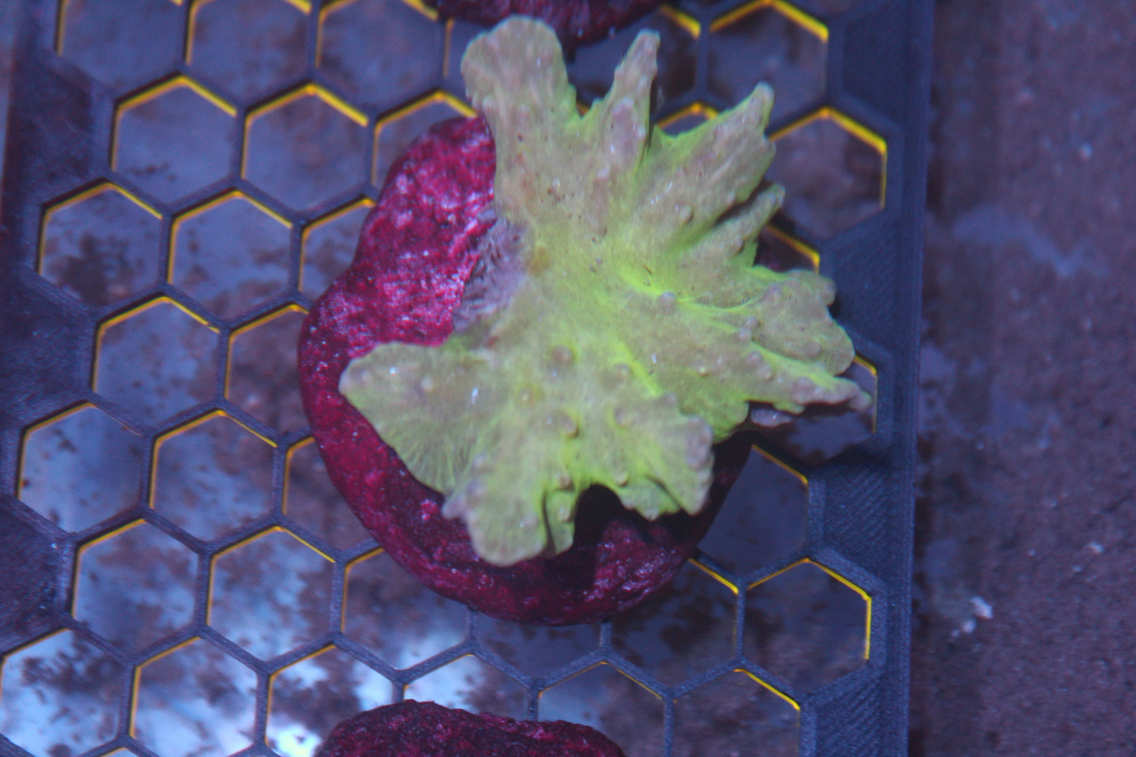 WYSIWYG Cabbage Leather