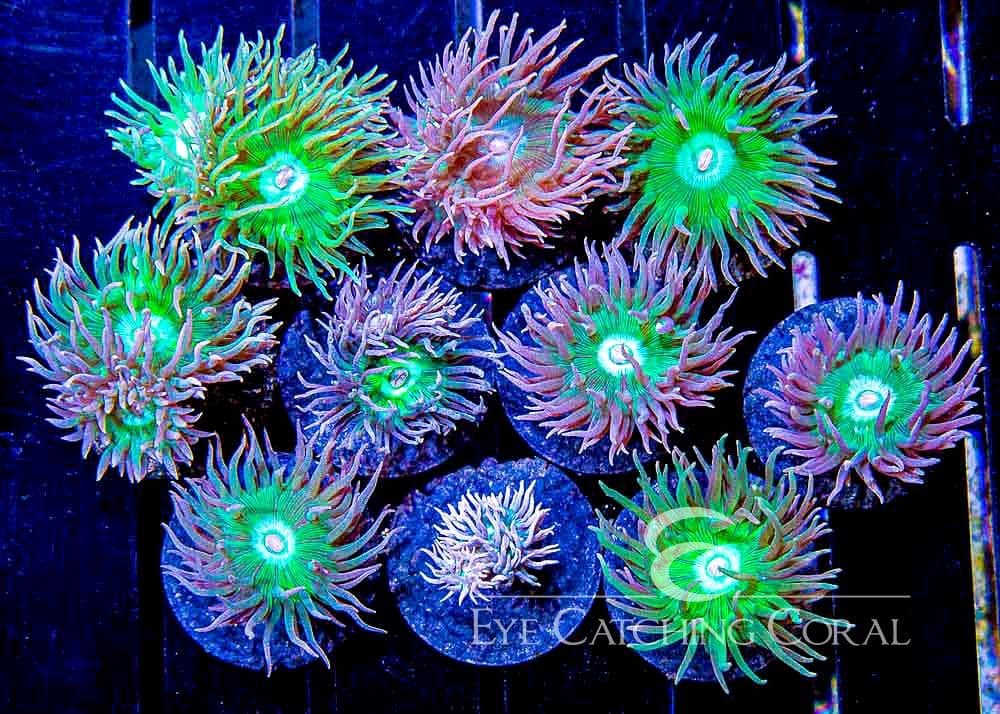ECC Duncan Coral Frag
