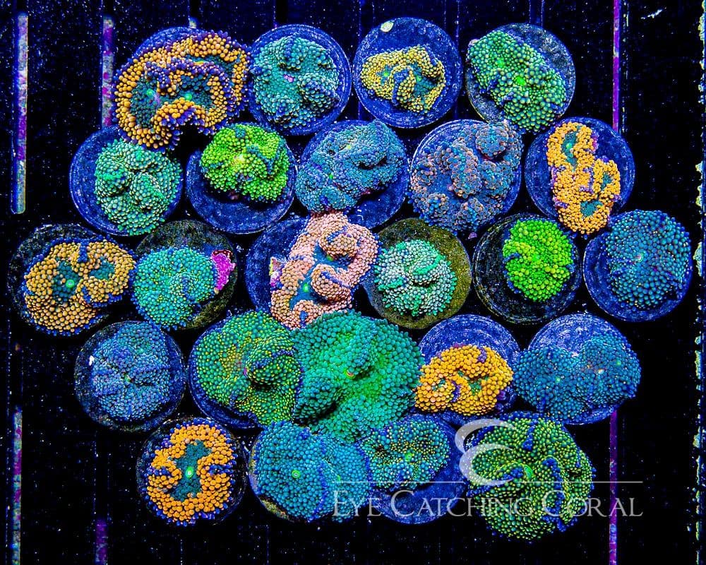 ECC Assorted Ricordea Frag