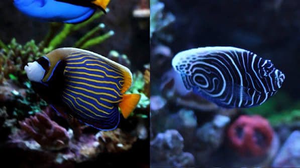 emperor angelfish
